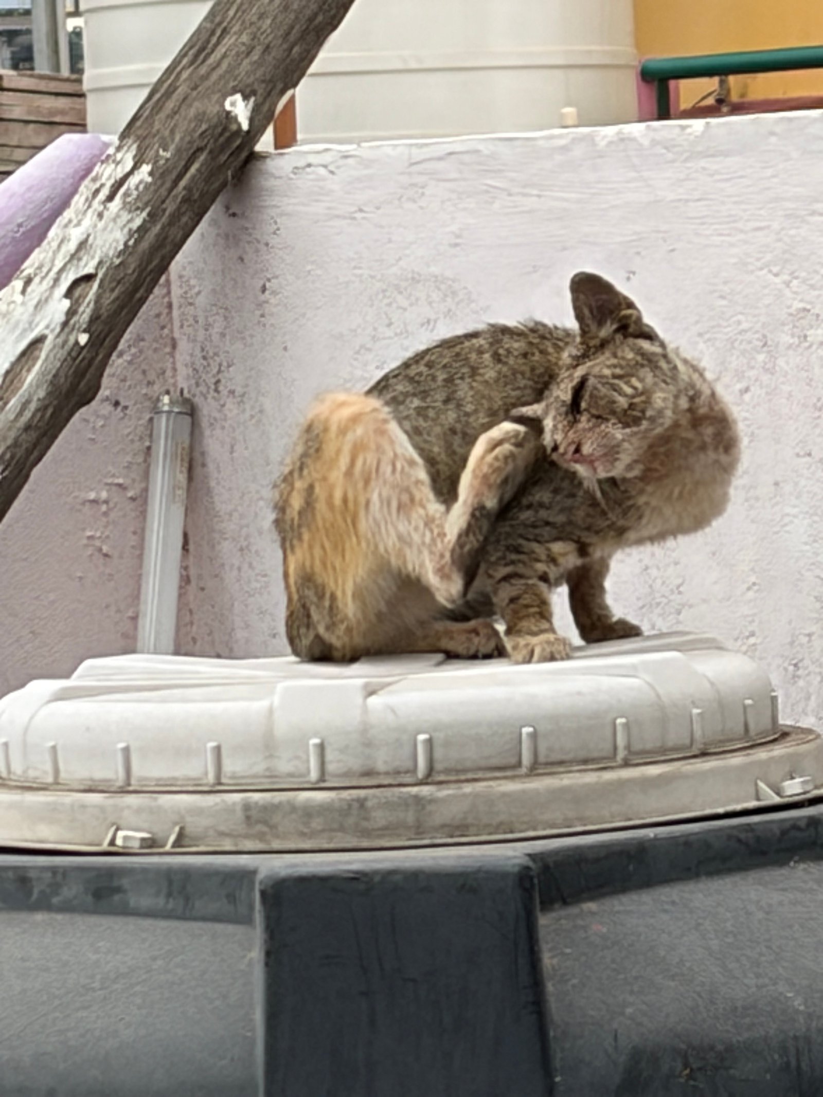Photo of the reported animal