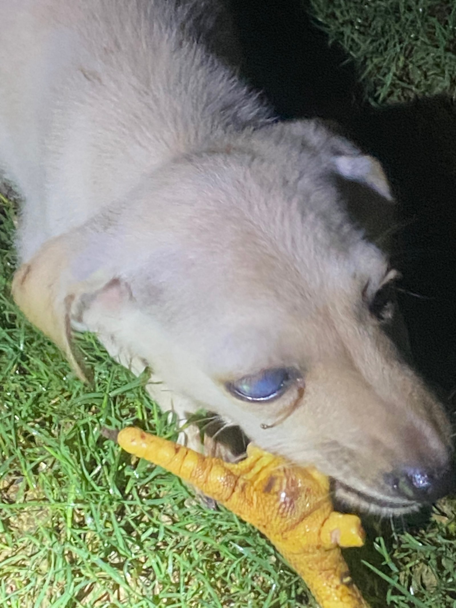 Photo of the reported animal