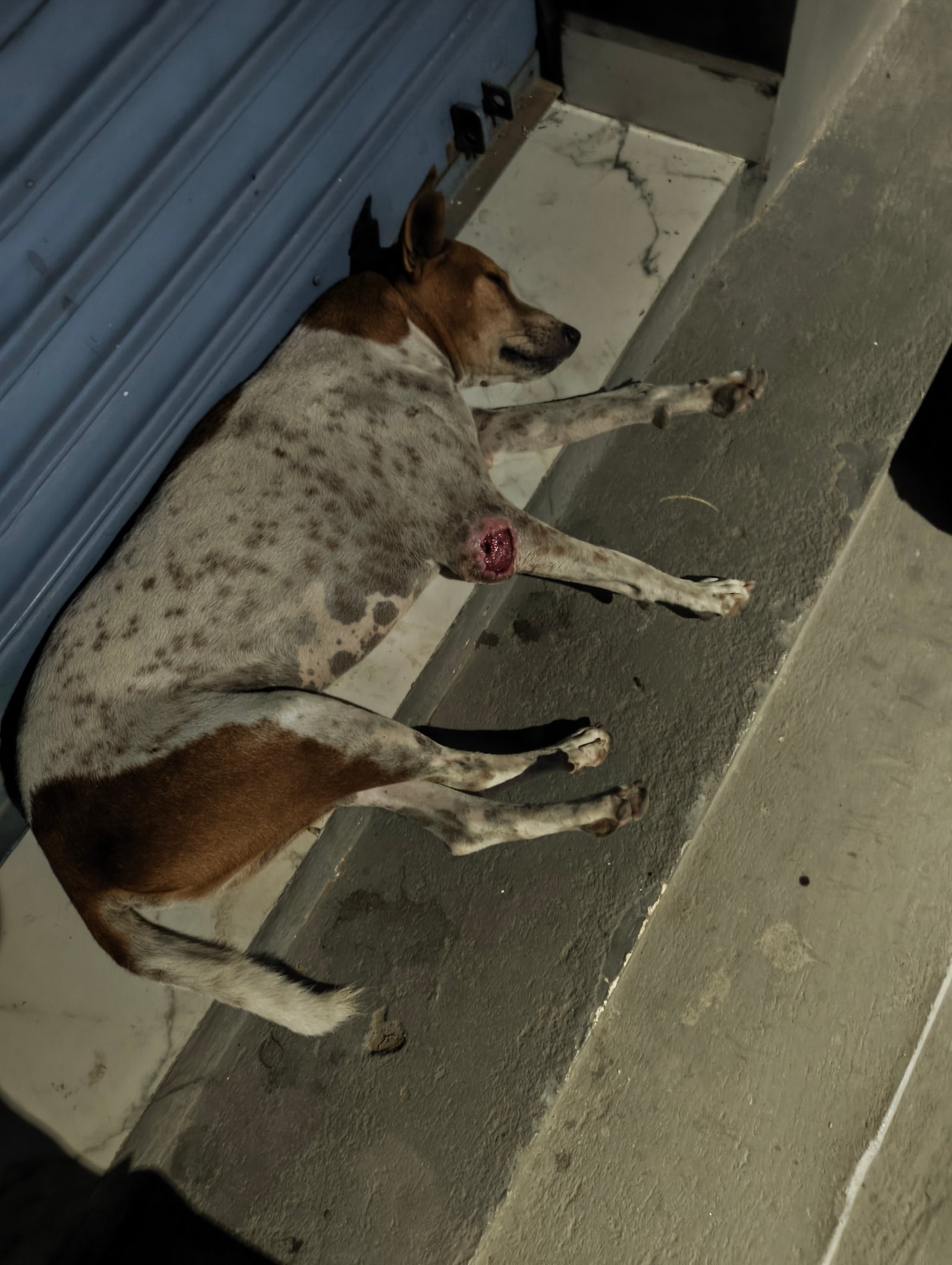 Photo of the reported animal