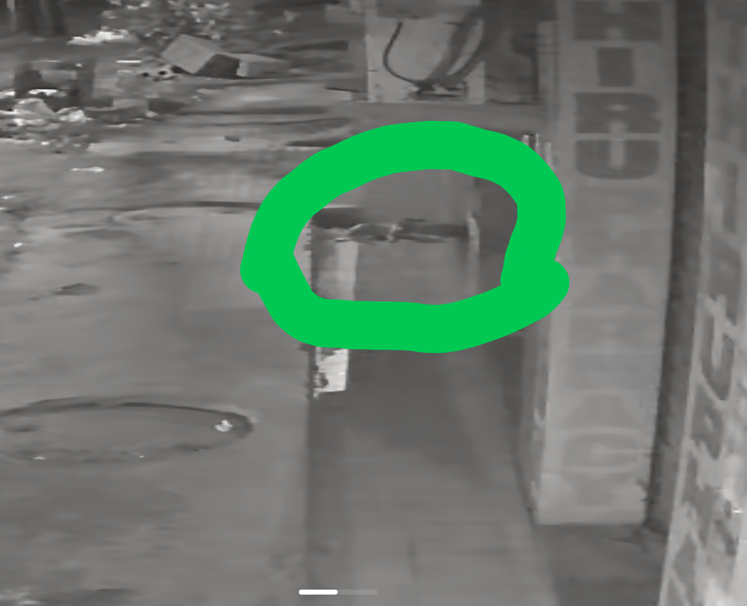 Photo of the reported animal
