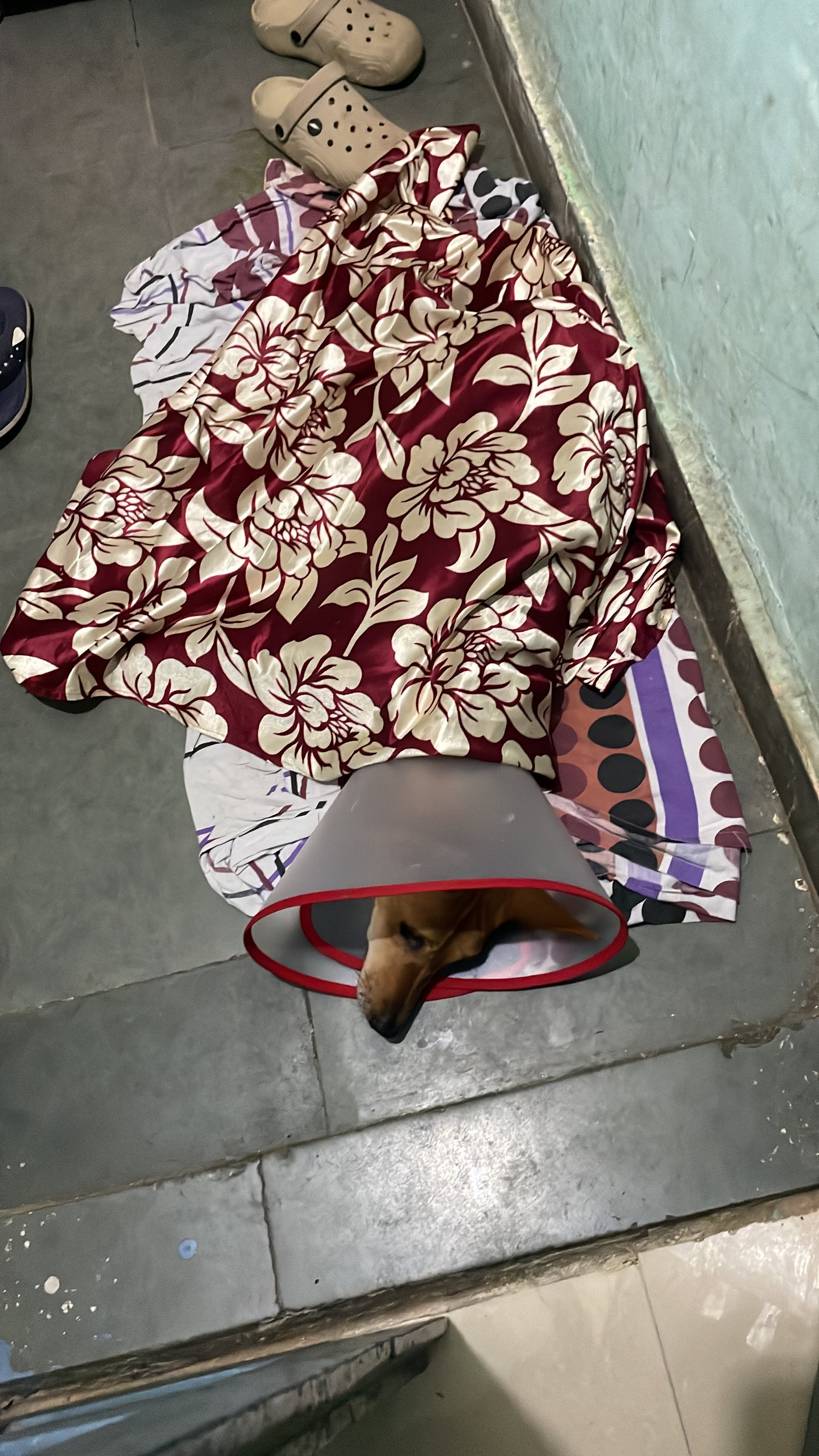 Photo of the reported animal