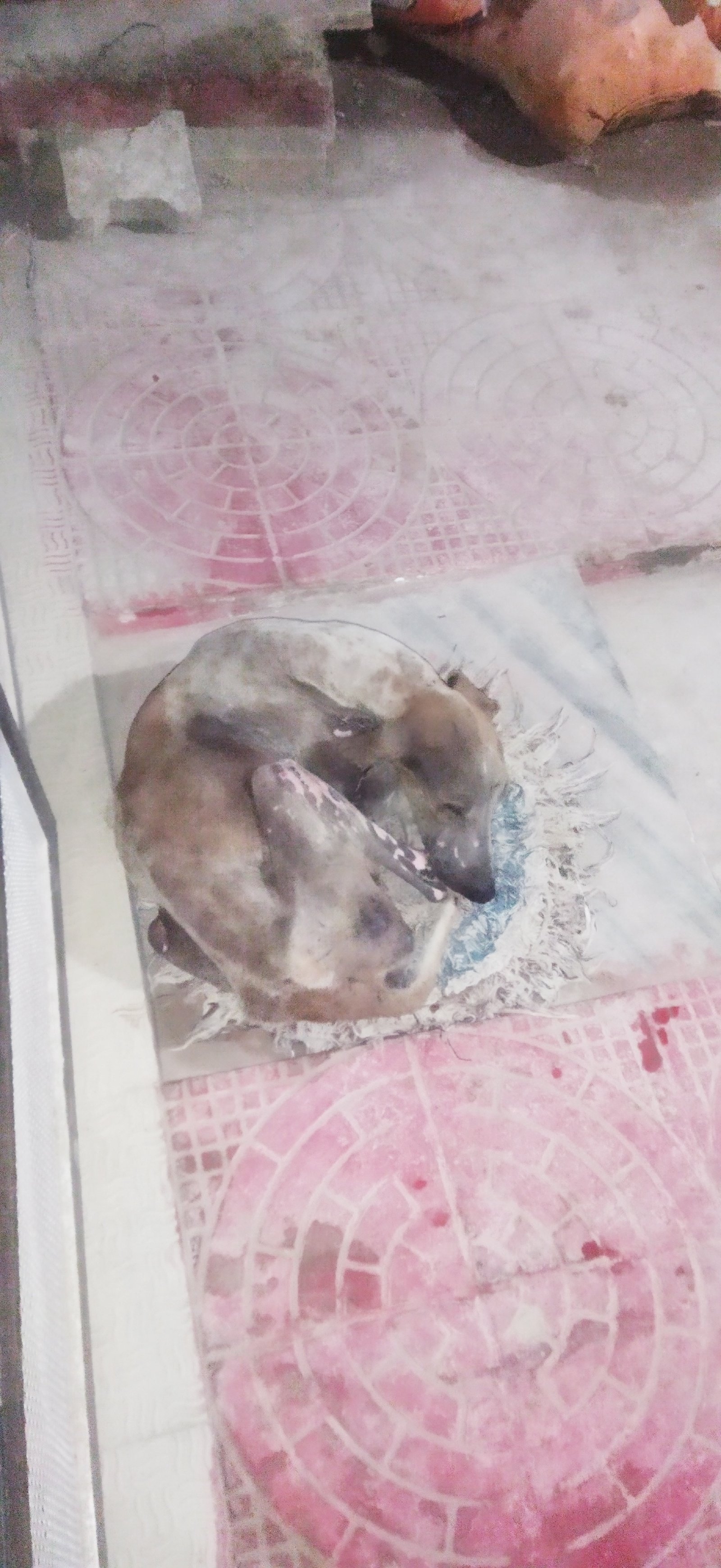 Photo of the reported animal