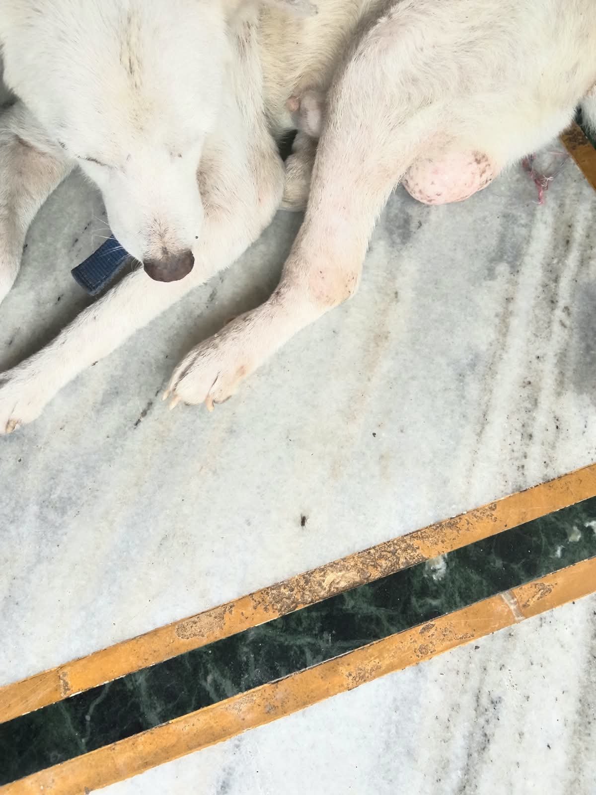 Photo of the reported animal