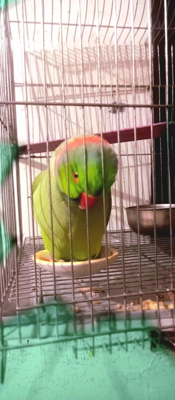 Photo of the reported animal
