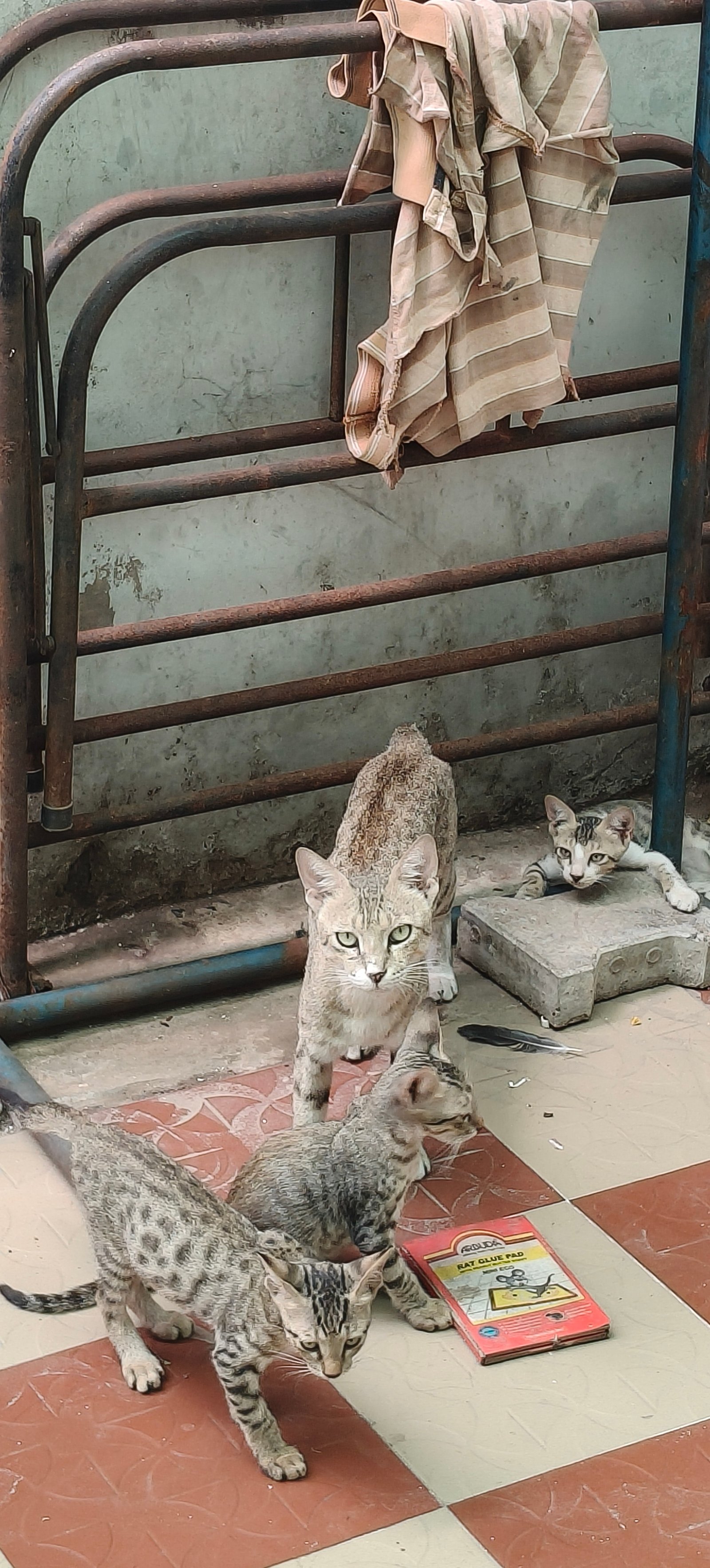Photo of the reported animal