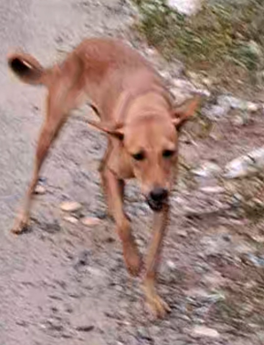 Photo of the reported animal