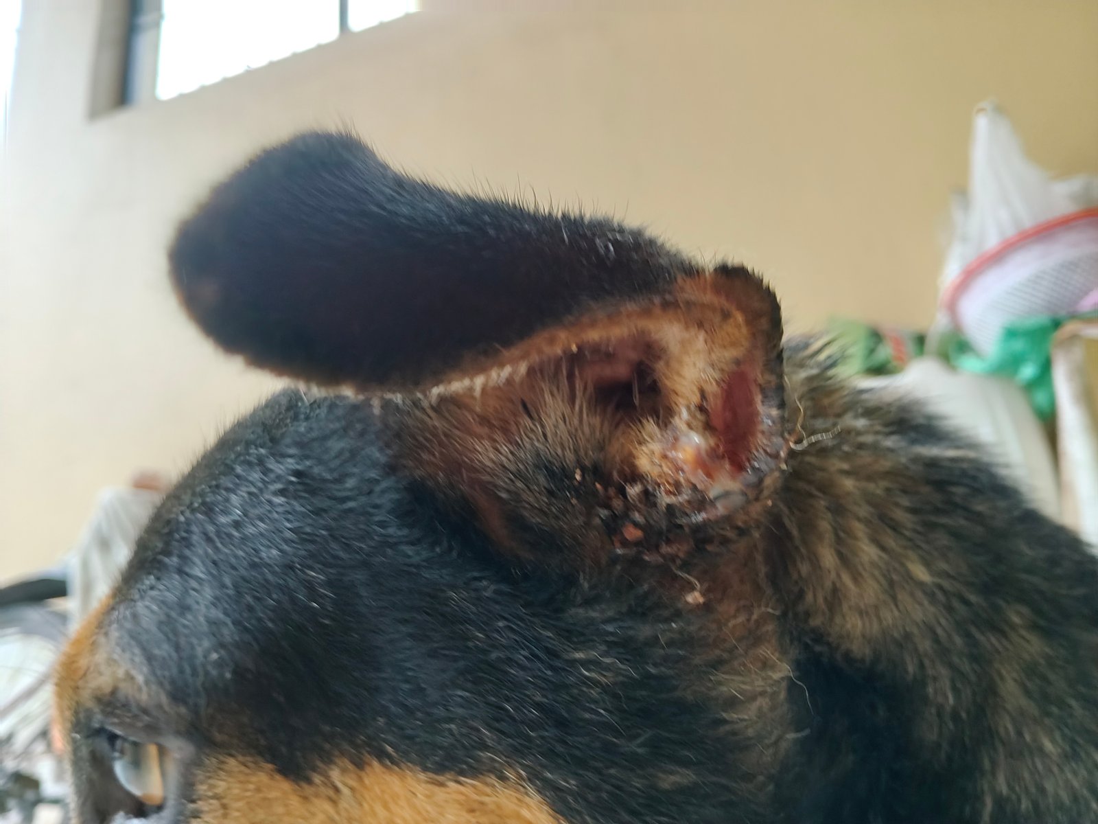Photo of the reported animal