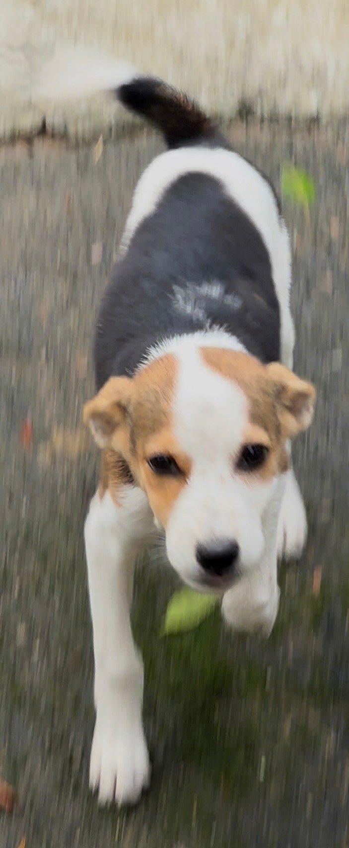 Photo of the reported animal