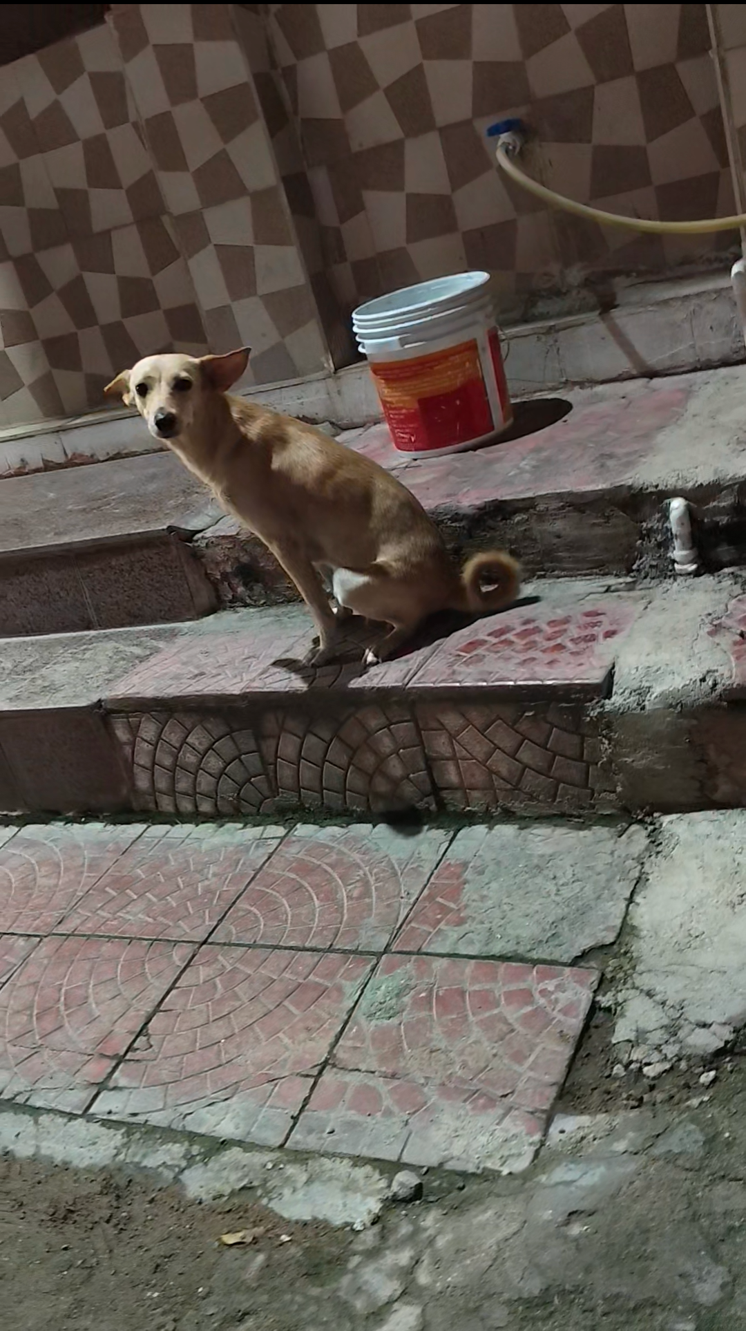 Photo of the reported animal