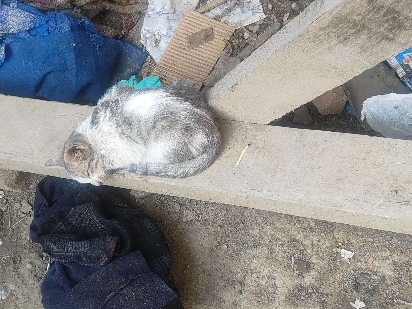 Photo of the reported animal